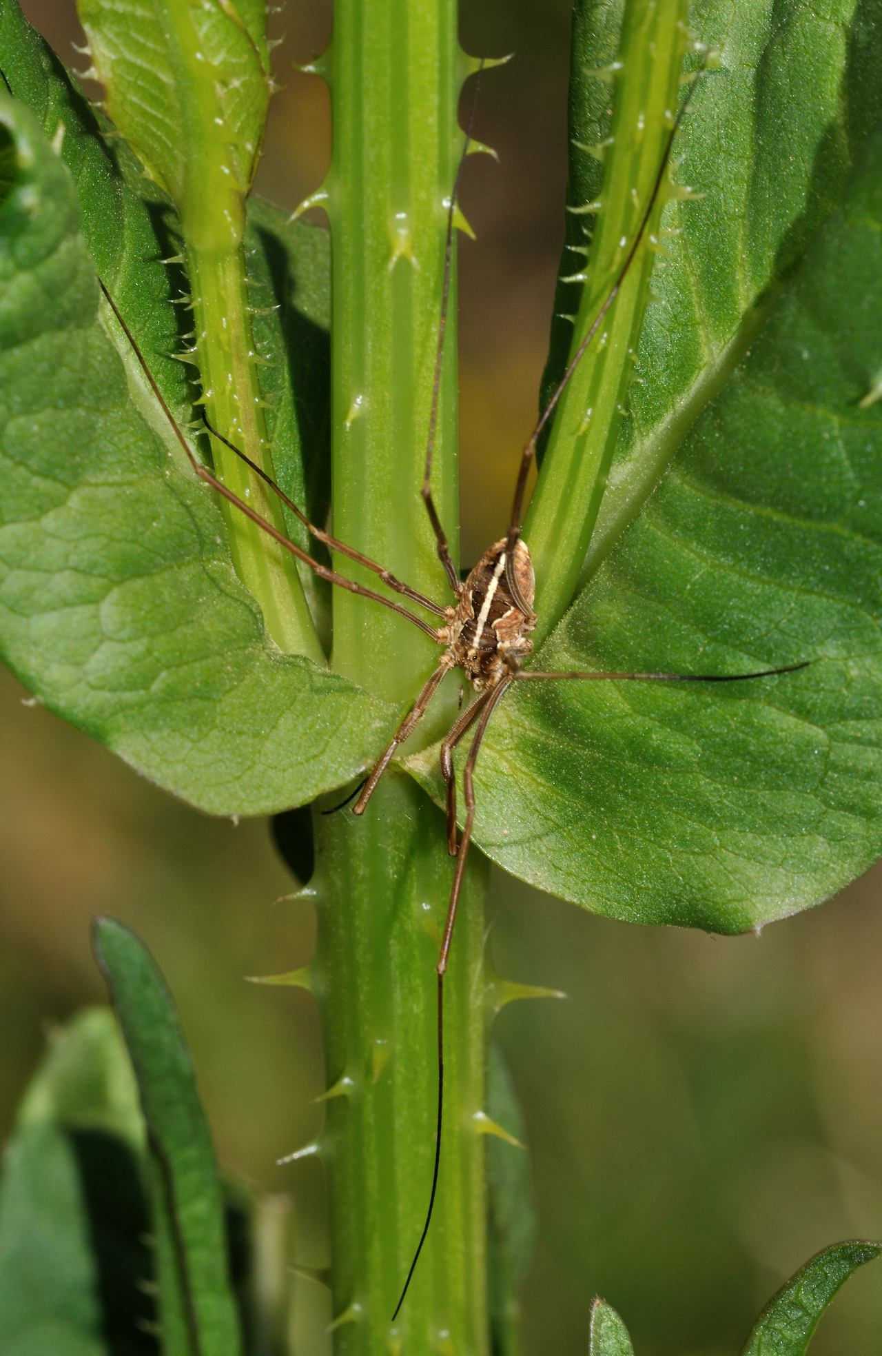 Opilione romano: Metaphalangium sp.